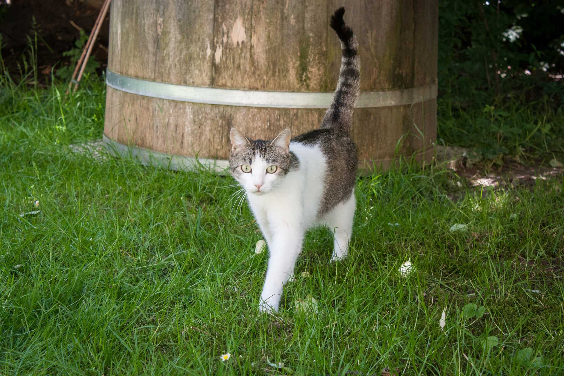 Katze im Garten