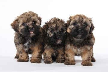 3 kleine Hunde