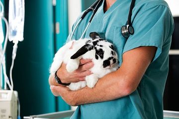 Hase beim Tierarzt