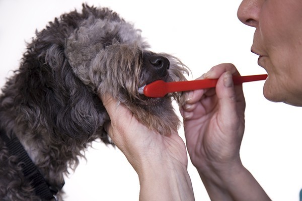 Zähneputzen beim Hund